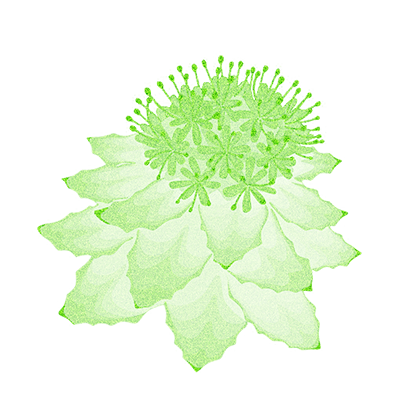 Rhodiola Rosea plant