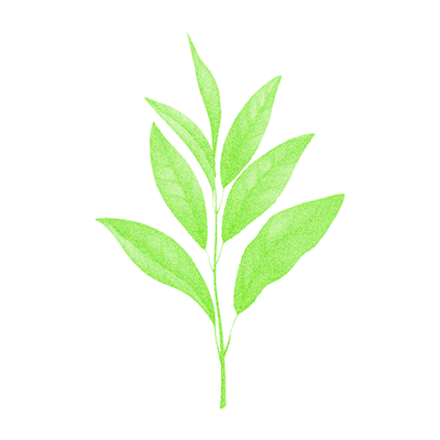 L-Theanine tea leaves