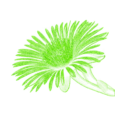 Kanna extract flower