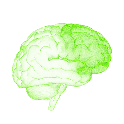 N-Acetyl-L-Tyrosine brain
